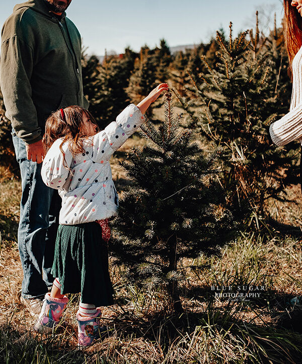 Family Traditions: Annual Christmas Tree Farm